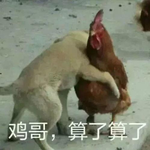 福清鸡哥爆料视频大全播放,揭秘幕后真相，带你领略网络风云